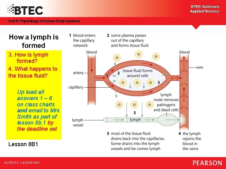 Unit 8: Physiology of Human Body Systems How a lymph is formed 3. How