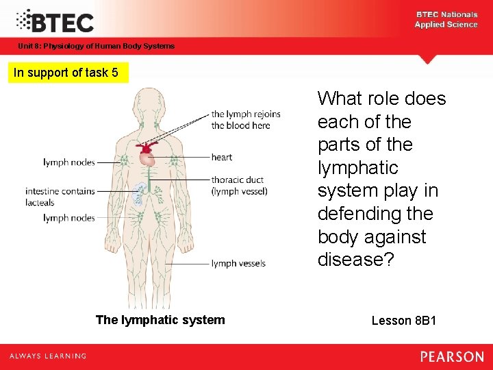 Unit 8: Physiology of Human Body Systems In support of task 5 What role