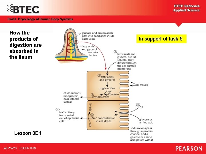 Unit 8: Physiology of Human Body Systems How the products of digestion are absorbed