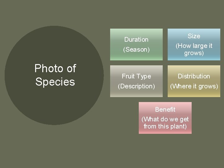 Photo of Species Duration (Season) Size (How large it grows) Fruit Type (Description) Distribution