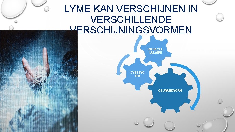 LYME KAN VERSCHIJNEN IN VERSCHILLENDE VERSCHIJNINGSVORMEN INTRACELLULAIRE CYSTEVO RM CELWANDVORM 