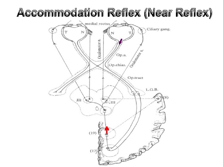 Accommodation Reflex (Near Reflex) 