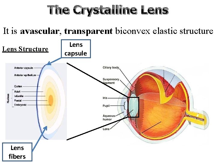The Crystalline Lens It is avascular, transparent biconvex elastic structure Lens Structure Lens fibers