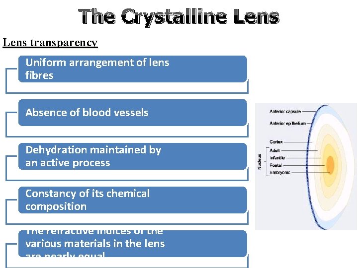 The Crystalline Lens transparency Uniform arrangement of lens fibres Absence of blood vessels Dehydration