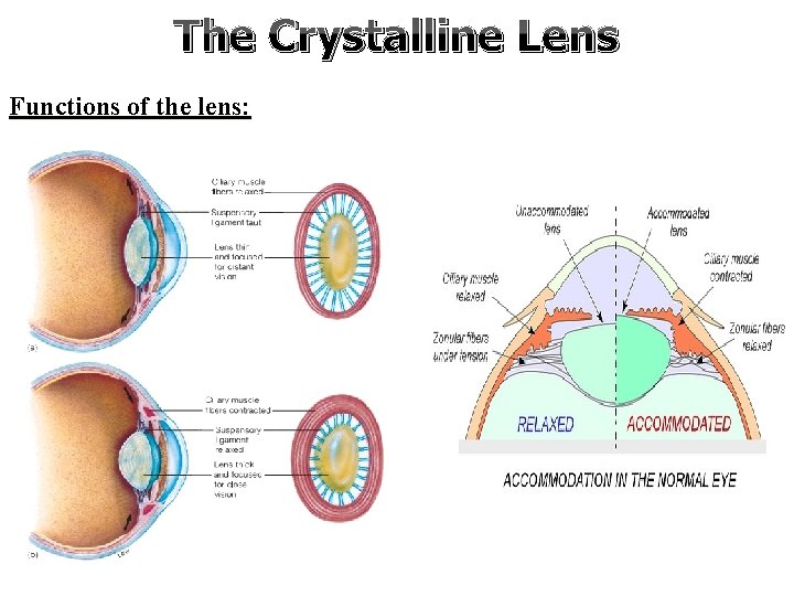 The Crystalline Lens Functions of the lens: 