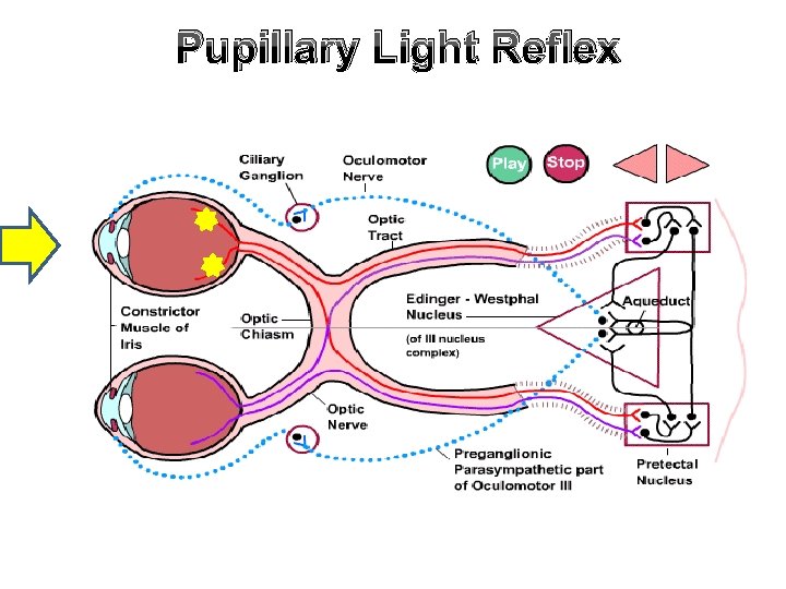 Pupillary Light Reflex 