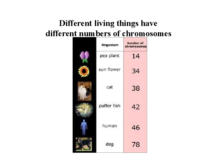 Different living things have different numbers of chromosomes 
