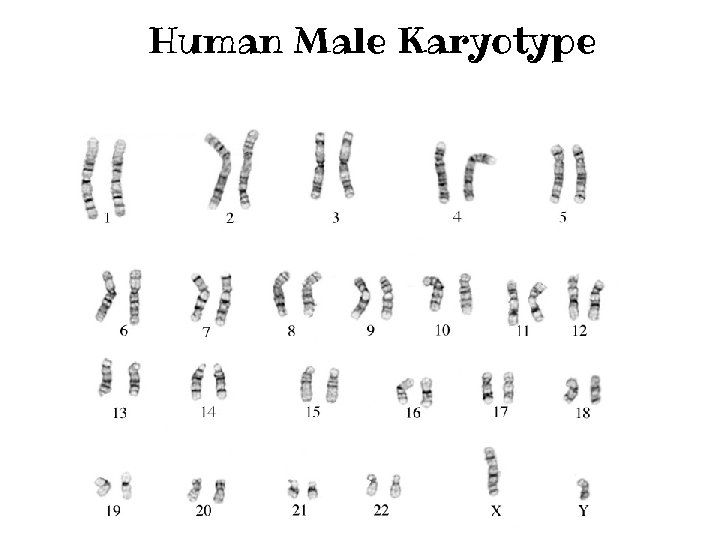 Human Male Karyotype 