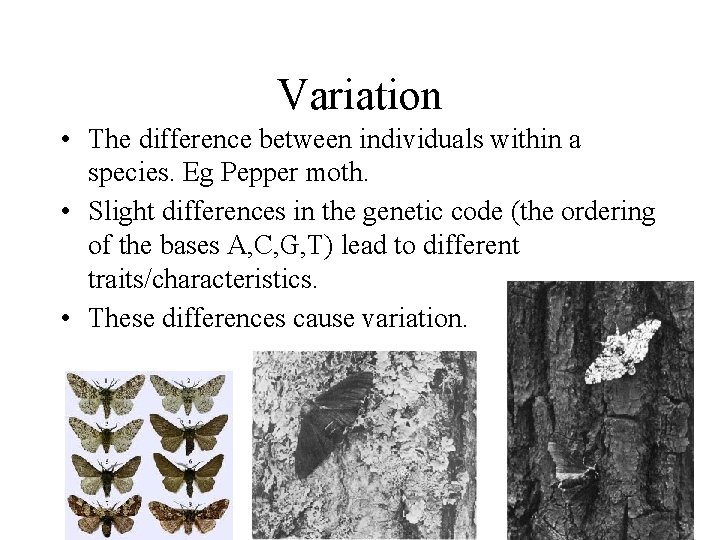 Variation • The difference between individuals within a species. Eg Pepper moth. • Slight
