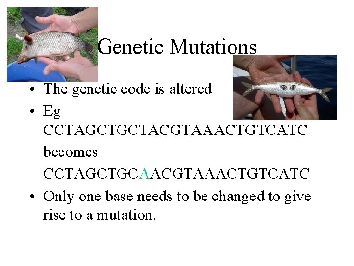 Genetic Mutations • The genetic code is altered • Eg CCTAGCTGCTACGTAAACTGTCATC becomes CCTAGCTGCAACGTAAACTGTCATC •