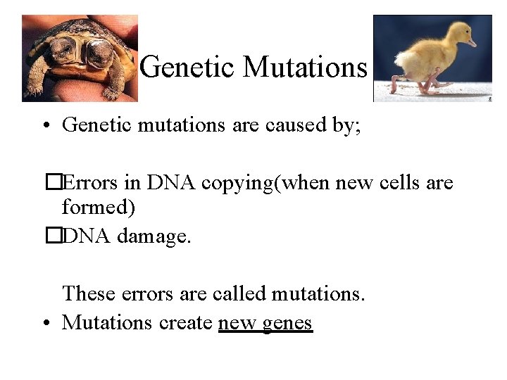 Genetic Mutations • Genetic mutations are caused by; �Errors in DNA copying(when new cells