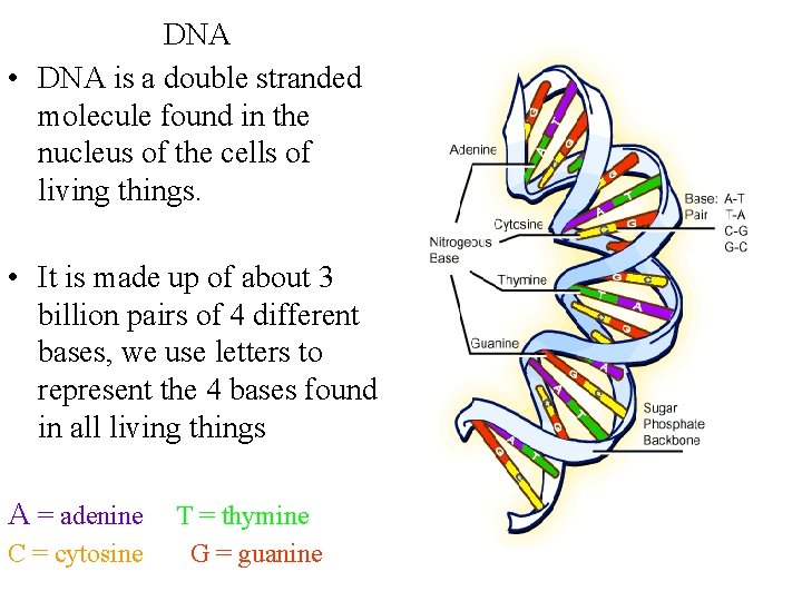 DNA • DNA is a double stranded molecule found in the nucleus of the