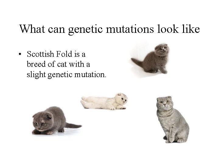 What can genetic mutations look like • Scottish Fold is a breed of cat