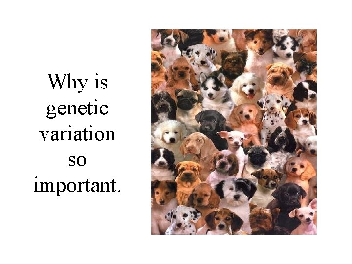Why is genetic variation so important. 