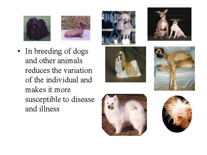  • In breeding of dogs and other animals reduces the variation of the