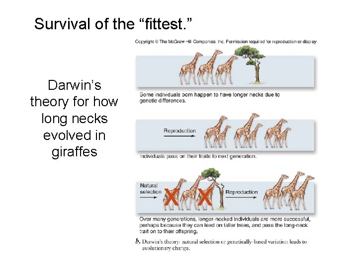 Survival of the “fittest. ” Darwin’s theory for how long necks evolved in giraffes