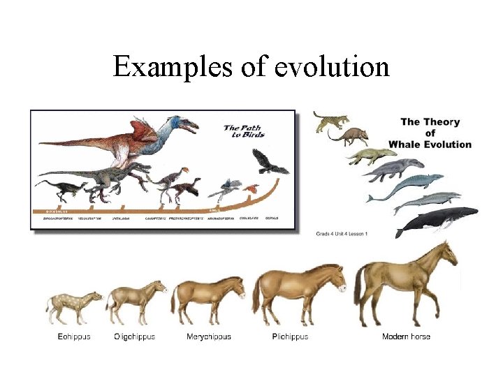 Examples of evolution 