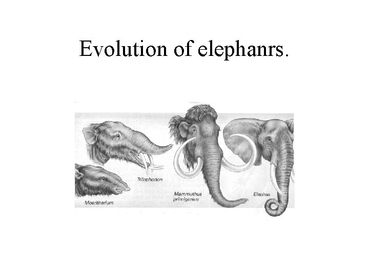 Evolution of elephanrs. 