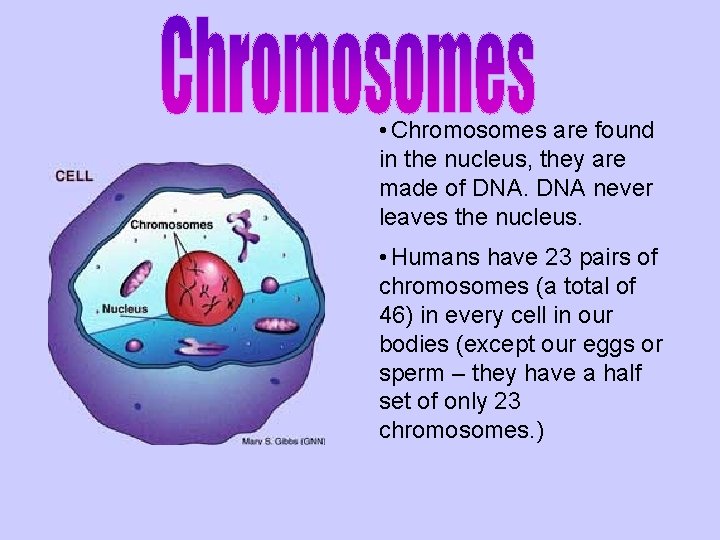  • Chromosomes are found in the nucleus, they are made of DNA never