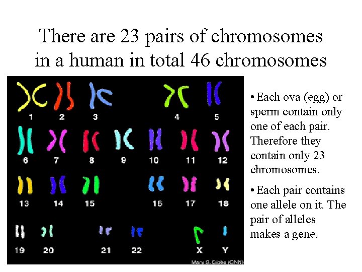 There are 23 pairs of chromosomes in a human in total 46 chromosomes •