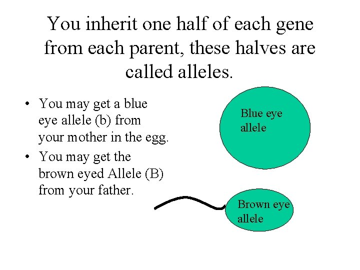 You inherit one half of each gene from each parent, these halves are called