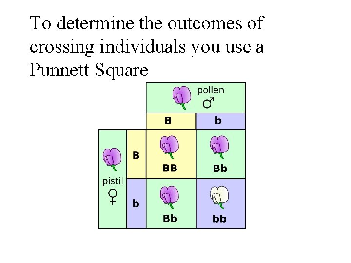 To determine the outcomes of crossing individuals you use a Punnett Square 