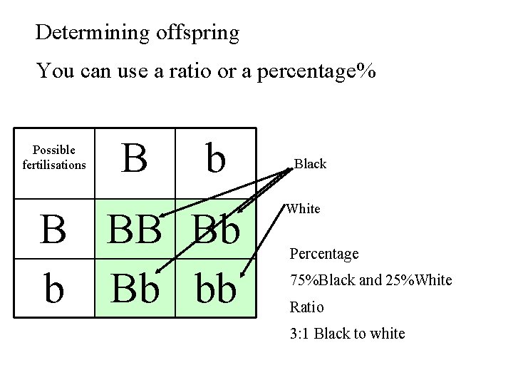 Determining offspring You can use a ratio or a percentage% Possible fertilisations B b