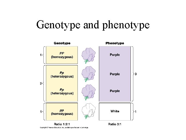 Genotype and phenotype 