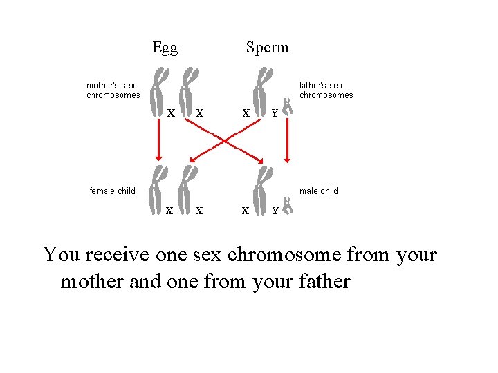 Egg Sperm You receive one sex chromosome from your mother and one from your