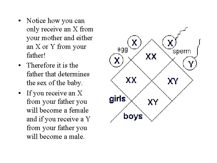  • Notice how you can only receive an X from your mother and
