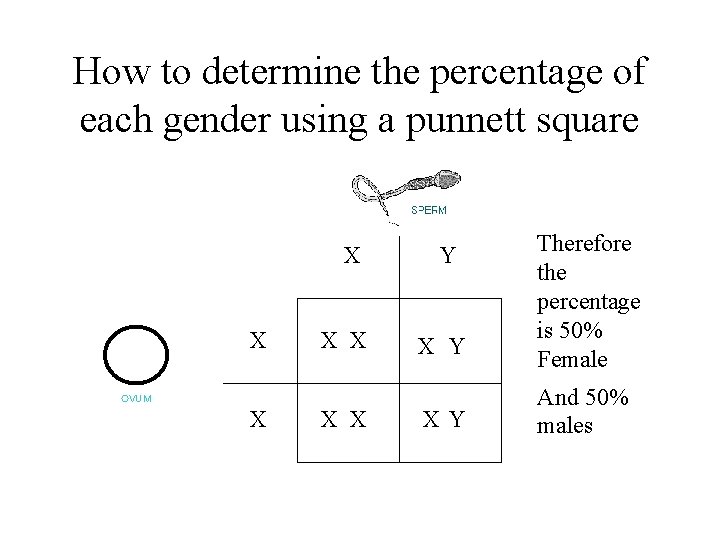How to determine the percentage of each gender using a punnett square X X