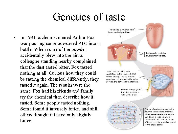 Genetics of taste • In 1931, a chemist named Arthur Fox was pouring some