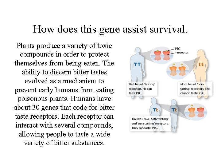 How does this gene assist survival. Plants produce a variety of toxic compounds in