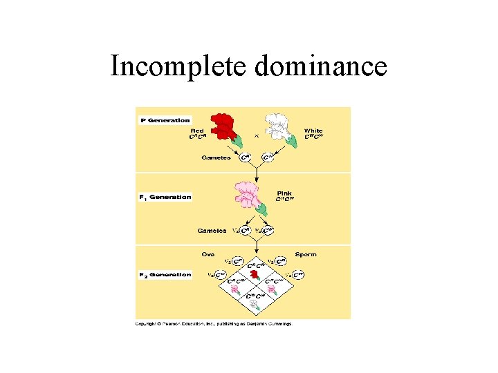Incomplete dominance 