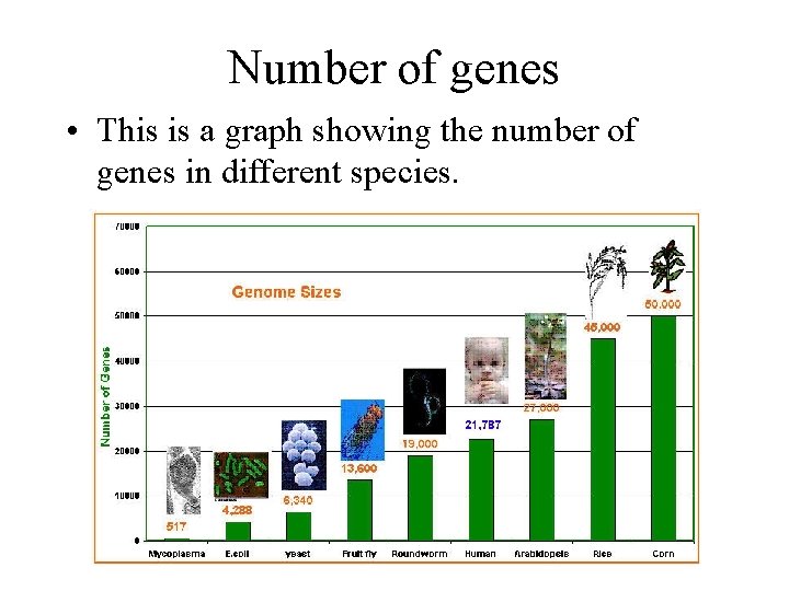 Number of genes • This is a graph showing the number of genes in