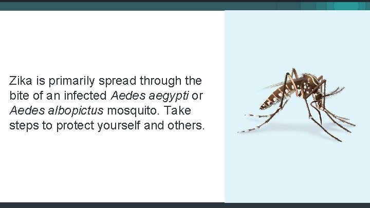 Zika is primarily spread through the bite of an infected Aedes aegypti or Aedes