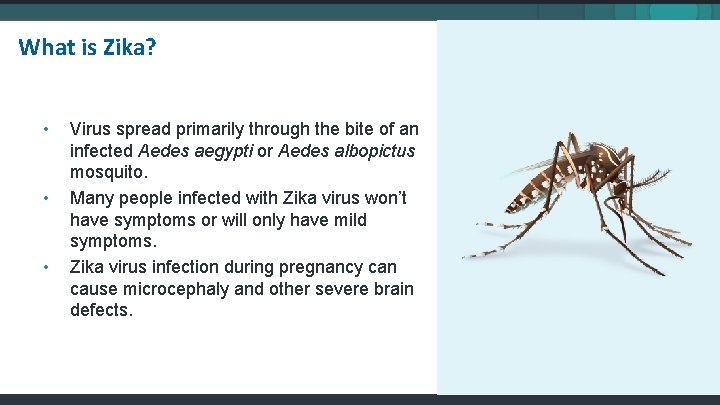 What is Zika? • • • Virus spread primarily through the bite of an