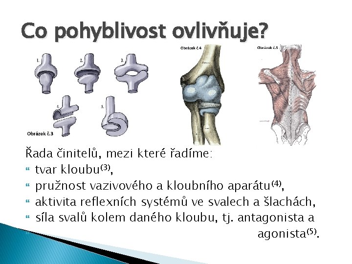 Co pohyblivost ovlivňuje? Řada činitelů, mezi které řadíme: tvar kloubu(3), pružnost vazivového a kloubního