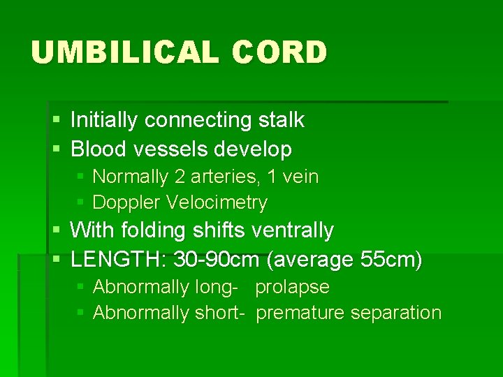 UMBILICAL CORD § Initially connecting stalk § Blood vessels develop § Normally 2 arteries,