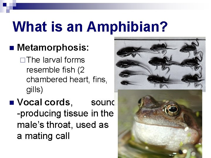 What is an Amphibian? n Metamorphosis: ¨ The larval forms resemble fish (2 chambered