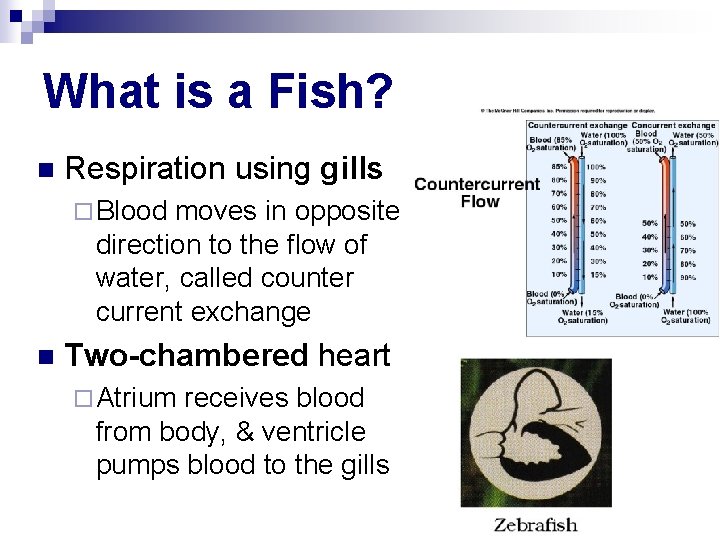 What is a Fish? n Respiration using gills ¨ Blood moves in opposite direction