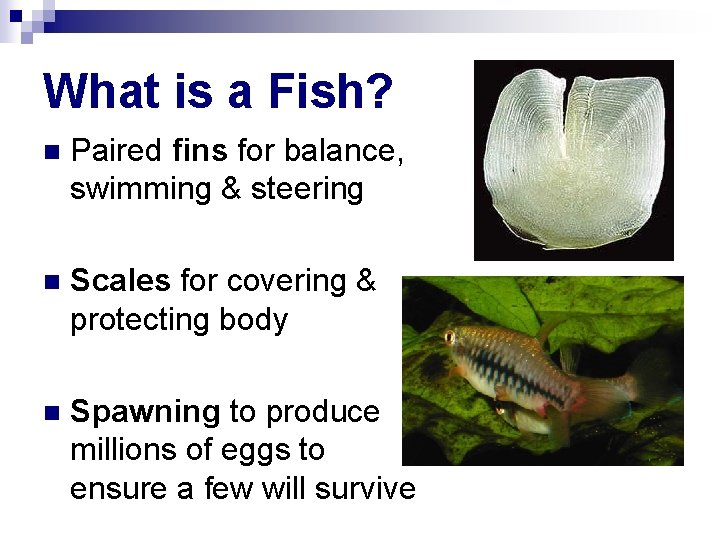 What is a Fish? n Paired fins for balance, swimming & steering n Scales