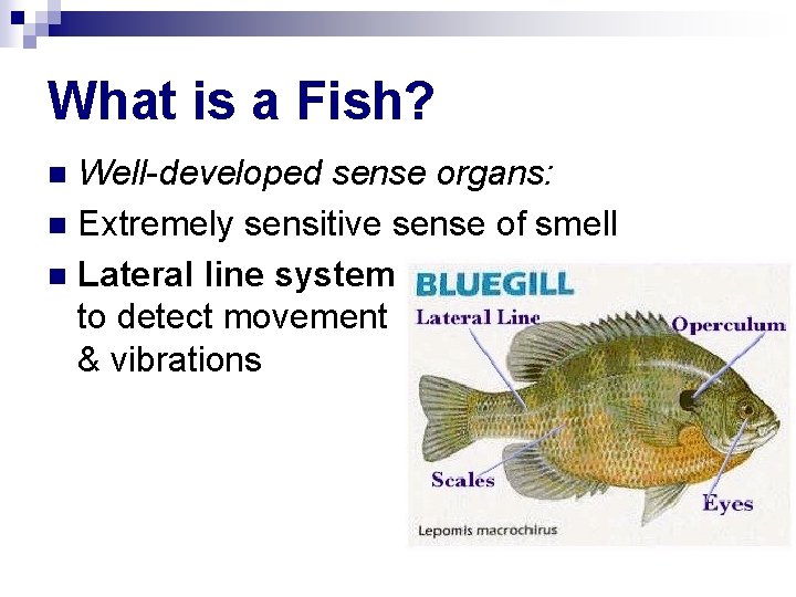 What is a Fish? Well-developed sense organs: n Extremely sensitive sense of smell n