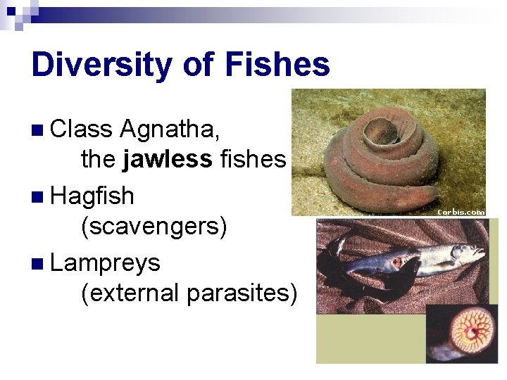 Diversity of Fishes n Class Agnatha, the jawless fishes n Hagfish (scavengers) n Lampreys
