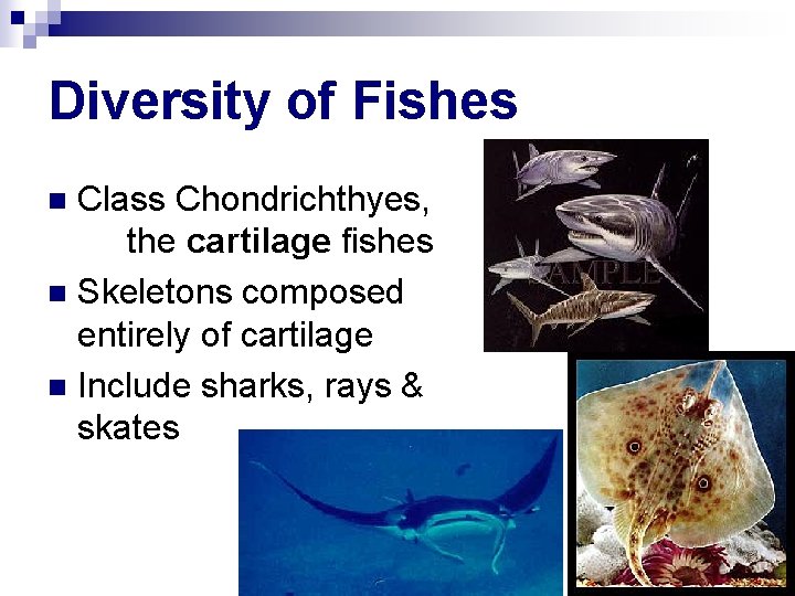 Diversity of Fishes Class Chondrichthyes, the cartilage fishes n Skeletons composed entirely of cartilage