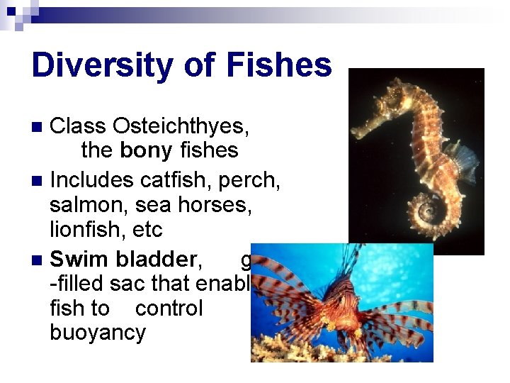 Diversity of Fishes Class Osteichthyes, the bony fishes n Includes catfish, perch, salmon, sea