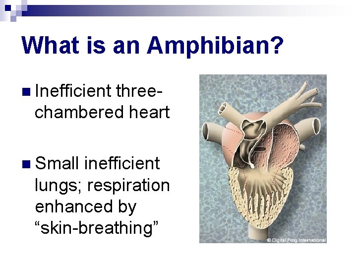 What is an Amphibian? n Inefficient threechambered heart n Small inefficient lungs; respiration enhanced