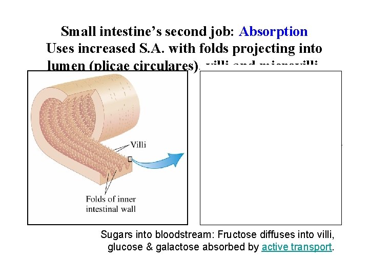 Small intestine’s second job: Absorption Uses increased S. A. with folds projecting into lumen