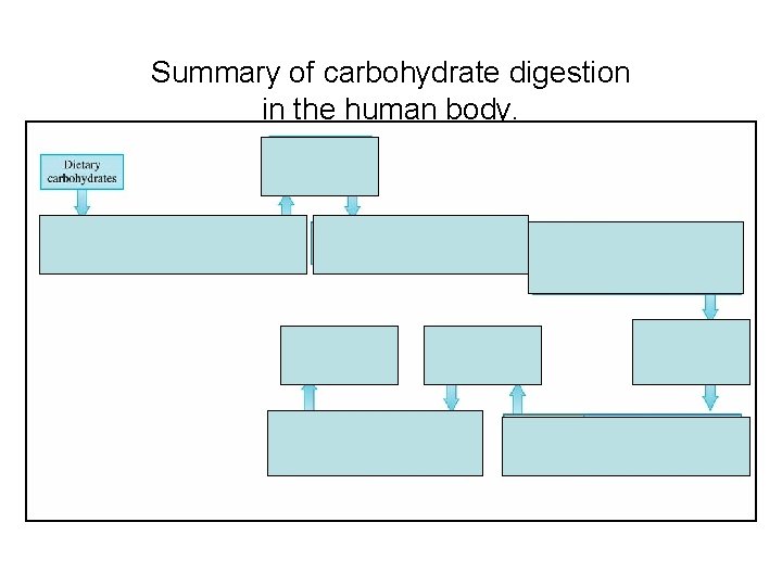 Summary of carbohydrate digestion in the human body. 