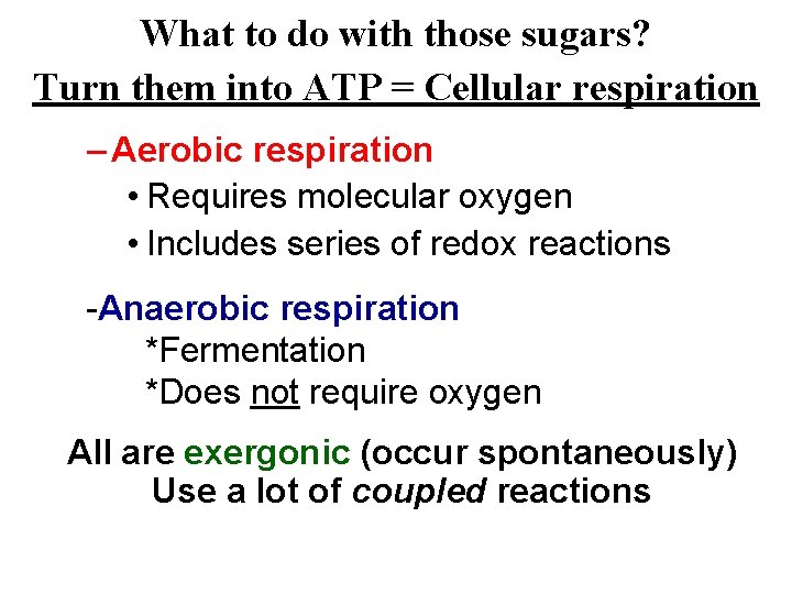 What to do with those sugars? Turn them into ATP = Cellular respiration –